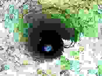 suicide 1